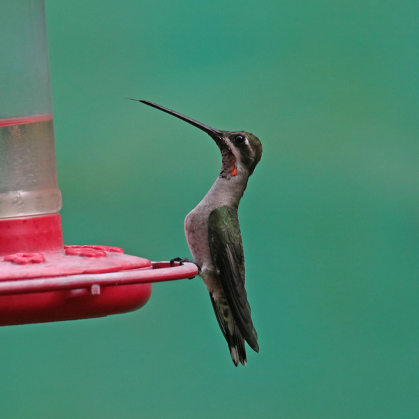 Plain-capped Starthroat